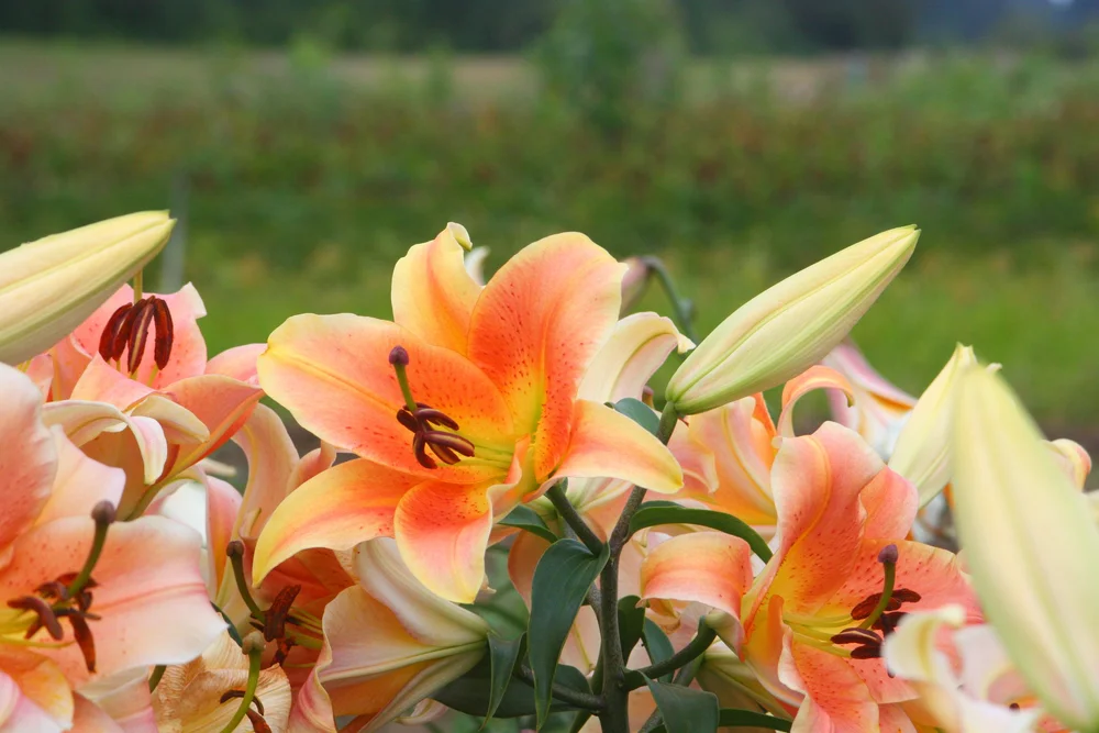 Zelmira' — The Lily Garden